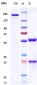 Anti-VEGFR3 / FLT4 Reference Antibody (LY3022856)