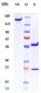 Anti-vWF Reference Antibody (Ajinomoto patent anti-vWF)