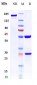 Anti-vWF Reference Antibody (INSERM patent anti-vWF)