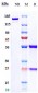 Anti-Zaire Ebola virus Reference Antibody (Cosfroviximab)