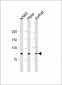 MLH1 antibody