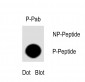 Phospho-PIK3R2(Y464) Antibody