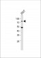 C-rel (NFkB) Antibody (C-term)