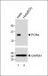 PCNA Antibody (C-term)