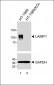 LAMP1 Antibody