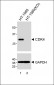 CDK4 Antibody