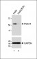 PDIA1 Antibody