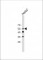 CD4 Antibody (C-term)