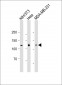 SIRT1 Antibody (C-term)