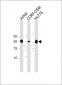CD3E antibody （C-term)