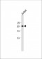 CD3E antibody （C-term)