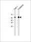 IGHA1 Antibody (C-term)