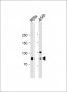 AP9401c-EXT2-Antibody-Center