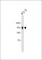 MAP4K4 Antibody