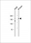 nNOS(S1417) Antibody