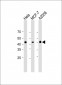 anti-MEK1 Antibody