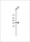 FGL1 antibody