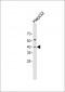 KLF1 Antibody (C-Term)
