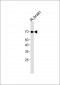 LINGO-1 Antibody