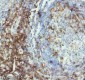 Anti-CD4 Rabbit Monoclonal Antibody