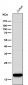 Anti-CD3 zeta CD247 Rabbit Monoclonal Antibody
