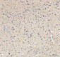 Anti-Phospho-Tau (T231) MAPT Rabbit Monoclonal Antibody