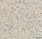 Anti-Phospho-Tau (T231) MAPT Rabbit Monoclonal Antibody