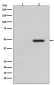 Anti-Phospho-Tau (T231) MAPT Rabbit Monoclonal Antibody