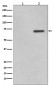 Anti-Phospho-ATF2 (T71) Rabbit Monoclonal Antibody