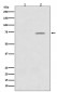 Anti-Phospho-Raf1 (S43) Rabbit Monoclonal Antibody