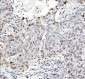 Anti-Phospho-HSF1 (S326) Rabbit Monoclonal Antibody