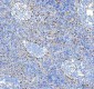 Anti-Phospho-HSF1 (S326) Rabbit Monoclonal Antibody