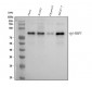 Anti-Phospho-HSF1 (S326) Rabbit Monoclonal Antibody