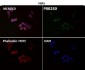 Anti-Phospho-HSF1 (S326) Rabbit Monoclonal Antibody