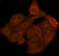 Anti-Phospho-AKT1 (T450) Rabbit Monoclonal Antibody