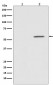 Anti-Phospho-AKT1 (S124) Rabbit Monoclonal Antibody