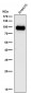 Anti-Phospho-CDC37 (S13) Rabbit Monoclonal Antibody