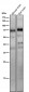 Anti-Phospho-Raf1 (S621) Rabbit Monoclonal Antibody