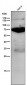 Anti-Phospho-Raf1 (S259) Rabbit Monoclonal Antibody