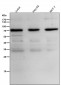 Anti-Phospho-Raf1 (S259) Rabbit Monoclonal Antibody