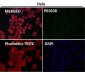 Anti-Phospho-c-Jun (S63) Rabbit Monoclonal Antibody