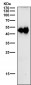 Anti-Phospho-c-Jun (S63) Rabbit Monoclonal Antibody