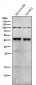 Anti-Phospho-c-Jun (S63) Rabbit Monoclonal Antibody