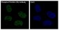 Anti-Phospho-POLR2A (S5) Rabbit Monoclonal Antibody
