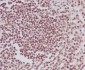 Anti-Phospho-POLR2A (S5) Rabbit Monoclonal Antibody