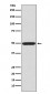 Anti-Phospho-PKA R2 (S99) PRKAR2A Rabbit Monoclonal Antibody