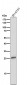 Anti-Phospho-eIF4E (S209) Rabbit Monoclonal Antibody