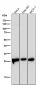 Anti-Phospho-eIF4E (S209) Rabbit Monoclonal Antibody