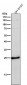 Anti-Phospho-eIF4E (S209) Rabbit Monoclonal Antibody