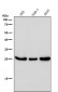 Anti-Phospho-eIF4E (S209) Rabbit Monoclonal Antibody